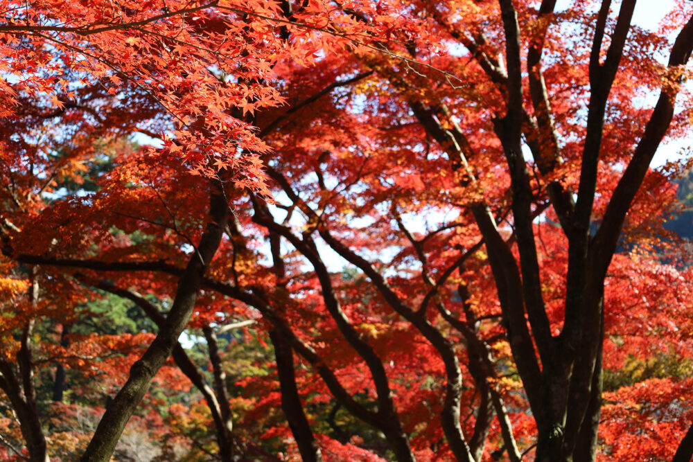 熱海梅園 紅葉