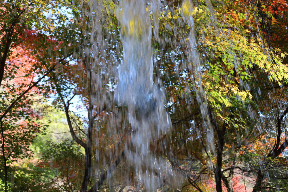 熱海梅園 紅葉