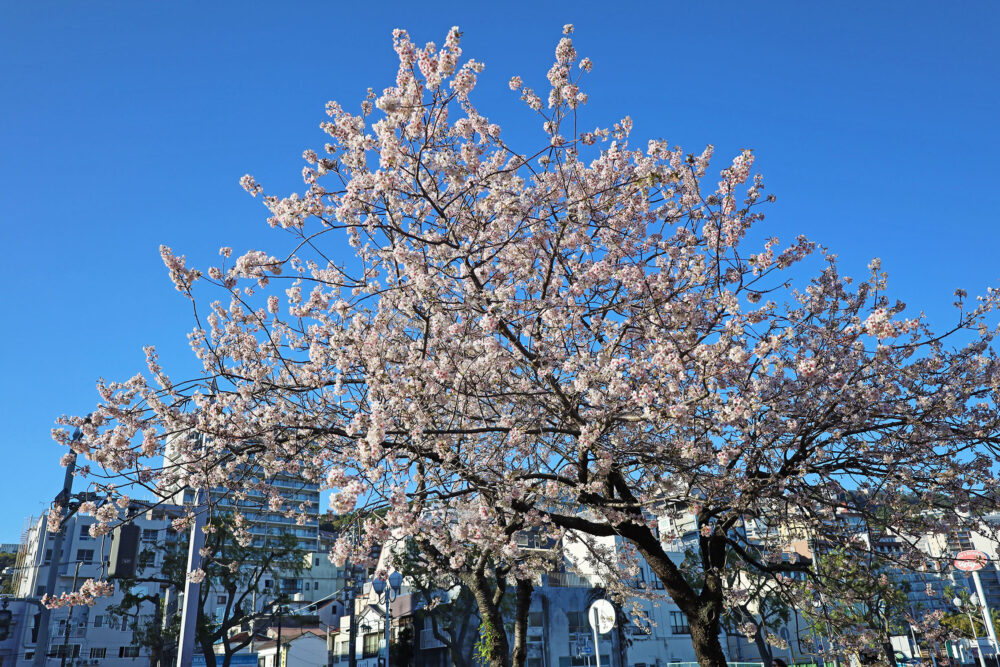 熱海 ヒマラヤ桜