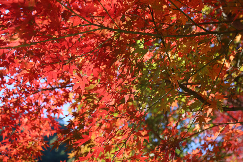 熱海梅園 紅葉