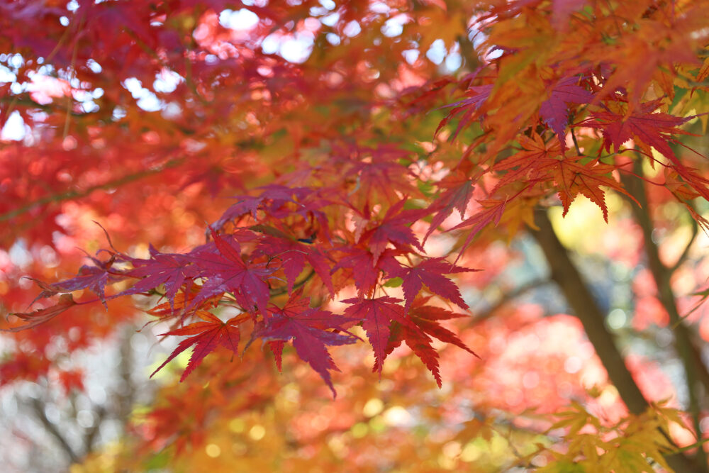 熱海梅園 紅葉