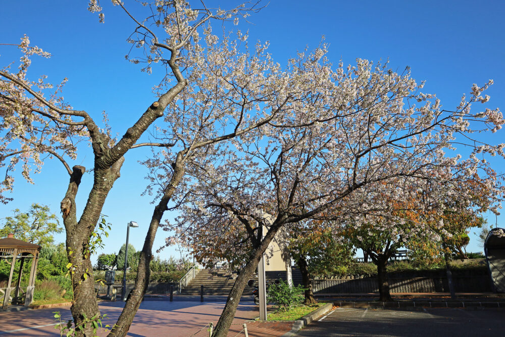 熱海 ヒマラヤ桜