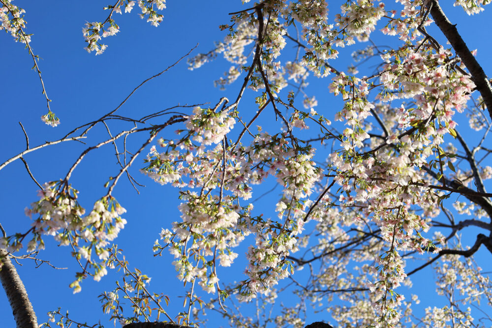 熱海 ヒマラヤ桜