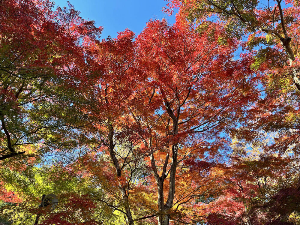 熱海梅園紅葉