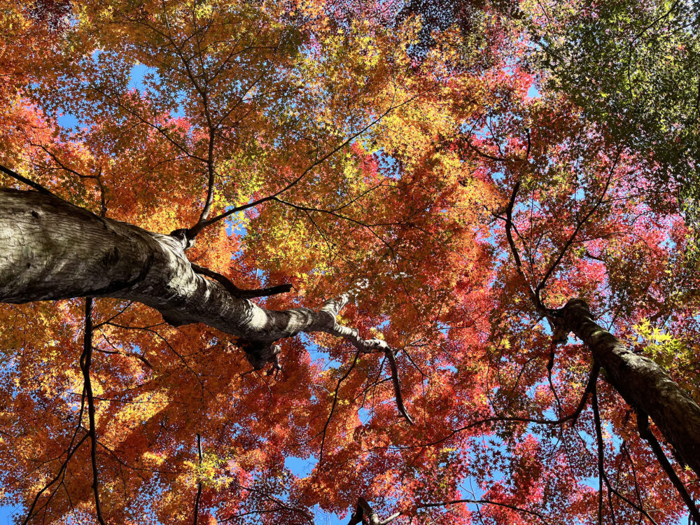 熱海梅園紅葉