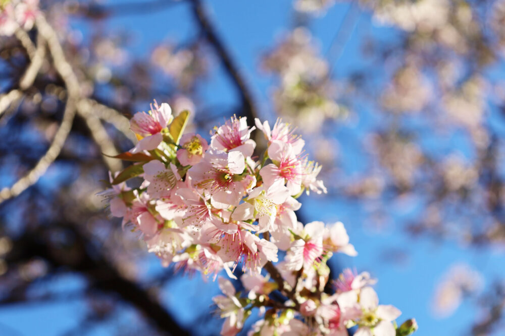 熱海 ヒマラヤ桜