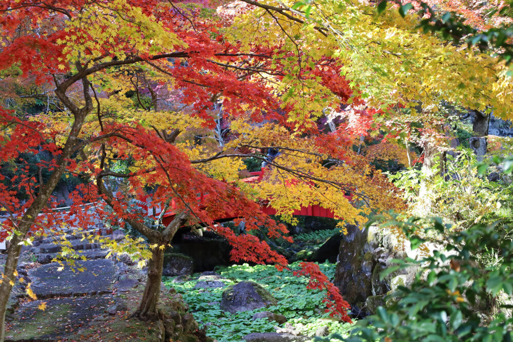 熱海梅園 紅葉