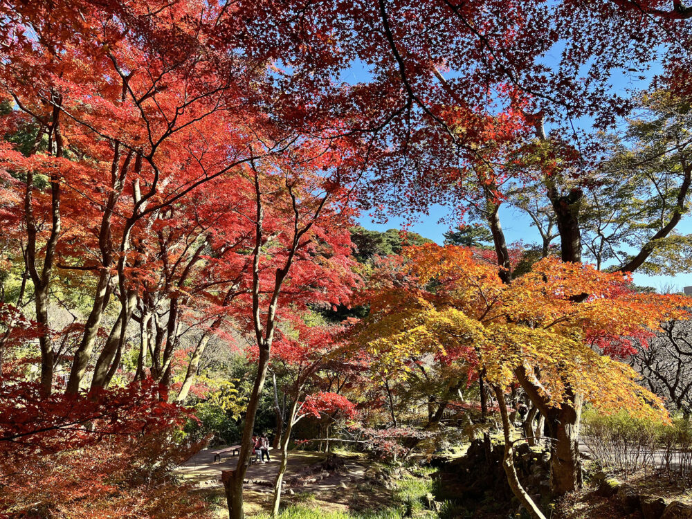 熱海梅園紅葉