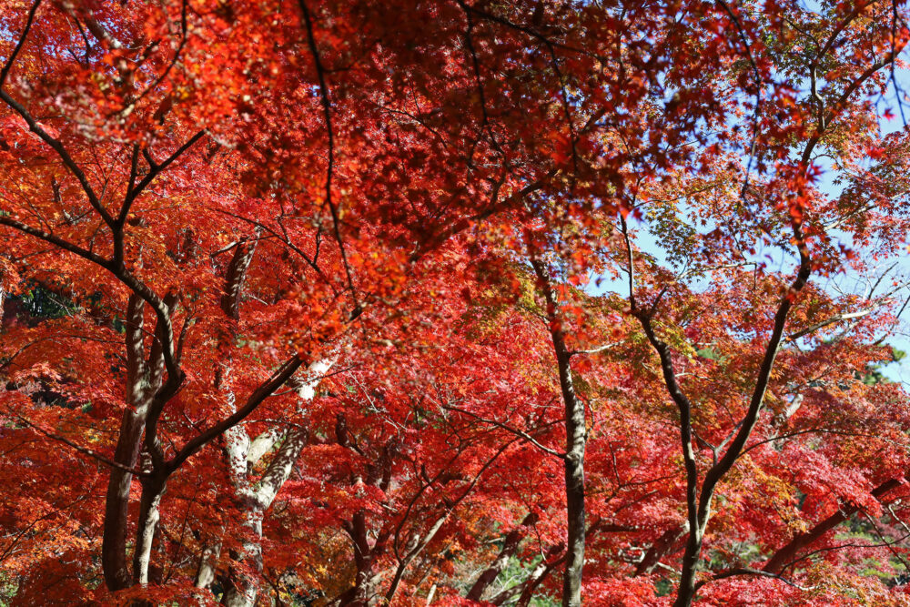 熱海梅園 紅葉