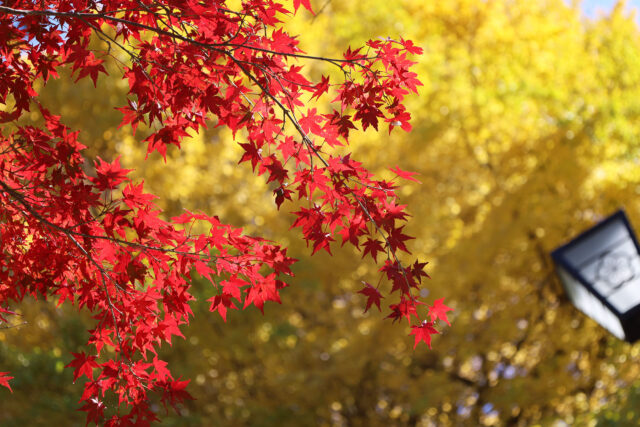 熱海梅園 紅葉