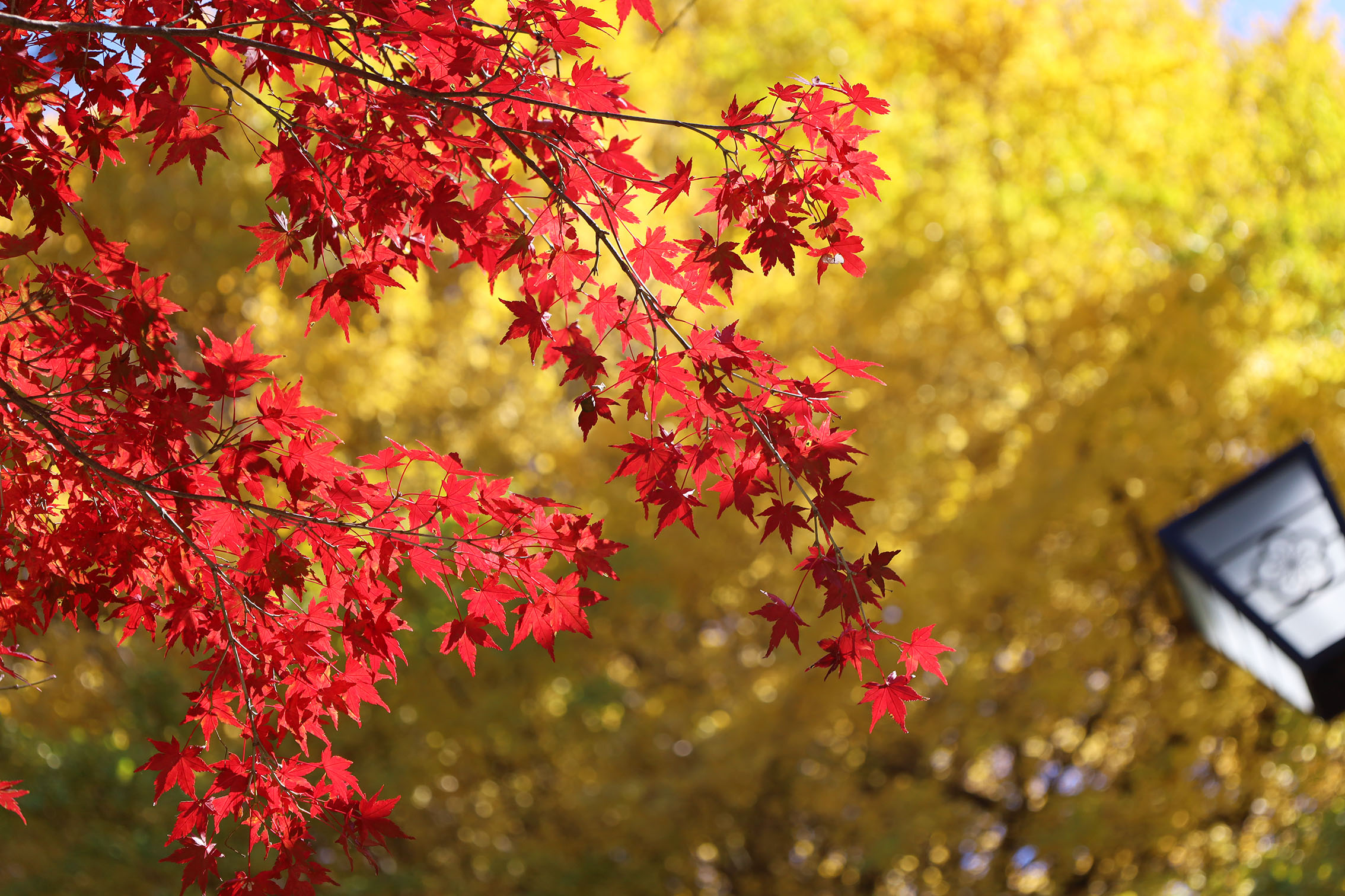 熱海梅園 紅葉