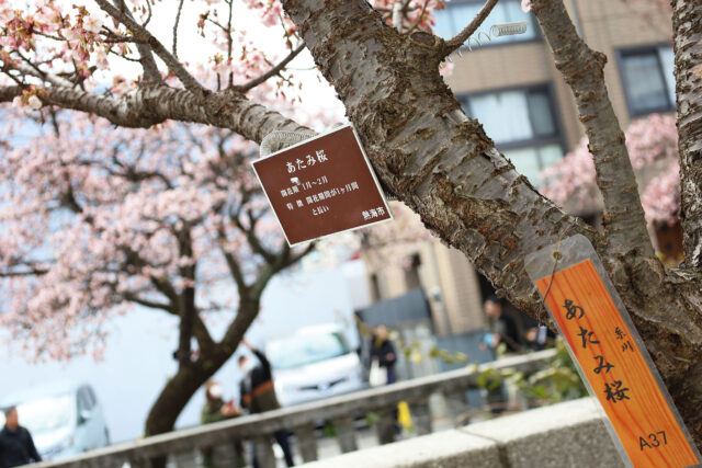 2025年あたみ桜